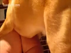 Brown doggy horny to fuck a muff